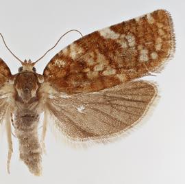  C. pinus, female .  © Loren Jones. Image used with permission.
